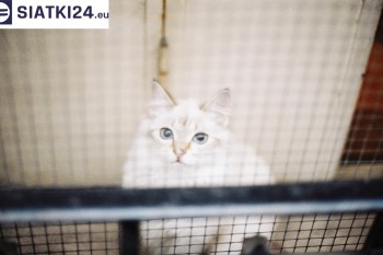 Siatki Starachowice - Zabezpieczenie balkonu siatką - Kocia siatka - bezpieczny kot dla terenów Starachowic